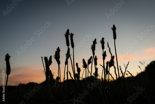 Fototapeta Naklejka Na Ścianę i Meble -  sunset through meadow foxtails in the field