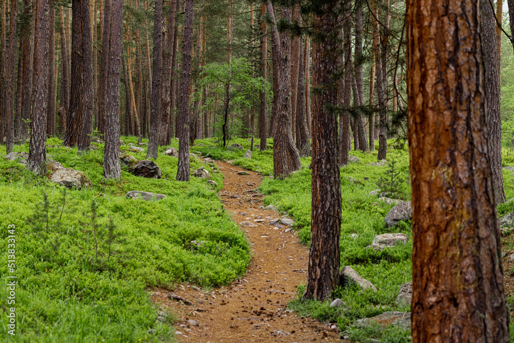 Obraz premium Path through the forest. Pine forest in summer. Cedar grove. North region nature