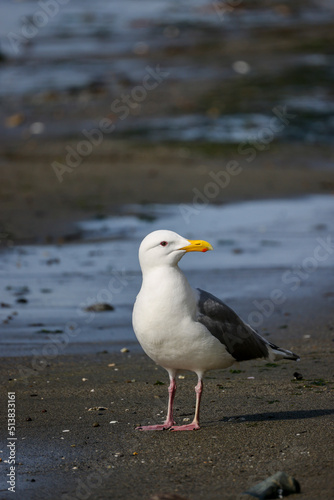 A Gull Standing on a Beach