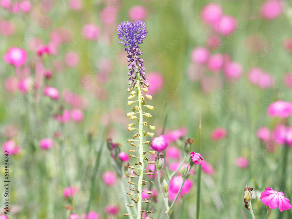 Obraz premium Purple flower of tassel grape hyacinth plant in a pink field of rose campion flowers