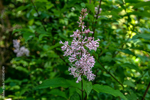 flowers of Hungarian lilac, Syringa josikaea, photo