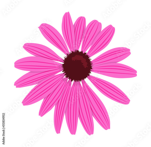 purple coneflower (Echinacea purpurea) isolated on white background