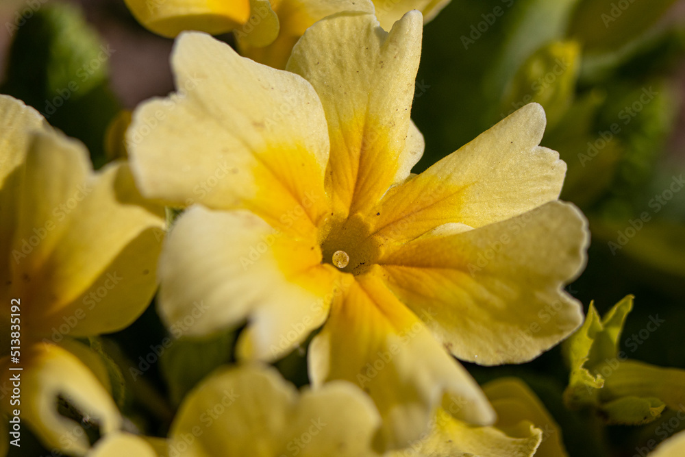Primose primula vulgaris yellow flower Primose primula vulgaris yellow flower