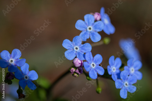 Omphalodes verna  the creeping navelwort or blue-eyed-Mary