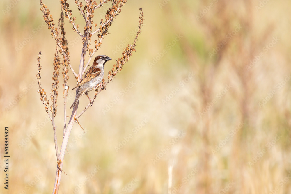 Fototapeta premium Male house sparrow on the bush. copy space