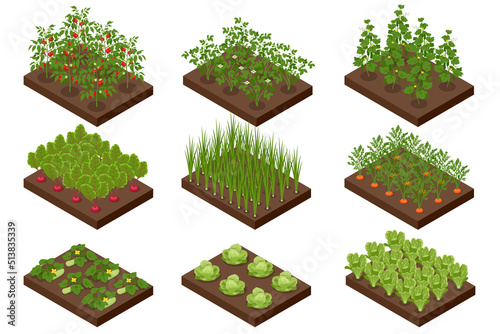 Isometric Vegetable garden. Vegetables in backyard formal garden. Vegetables growing in the garden. Eco friendly gardening