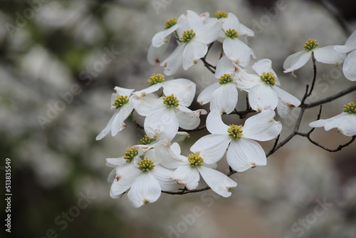 Flowering dogwood (Cornus florida) - close up of white flowers, Yardley, Pensylvania, US