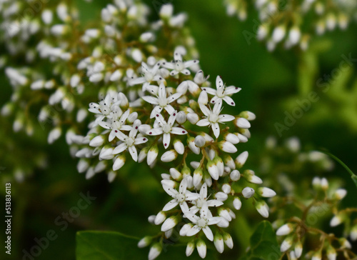 weiße blume