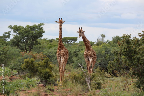 Canvas Print two giraffe in the wild facing camera