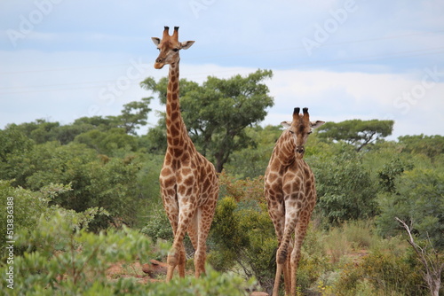 Canvas Print two giraffe in the wild facing camera