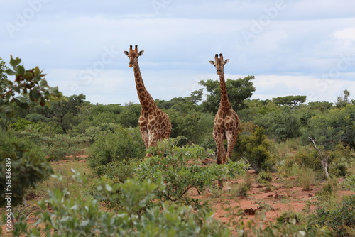 Canvas Print two giraffe in the wild facing camera
