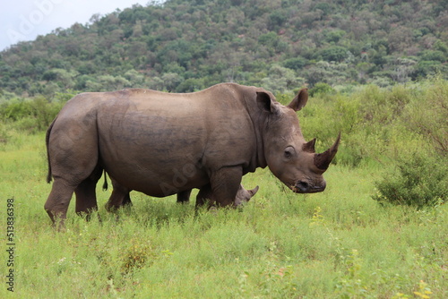 rhino in the wild side view