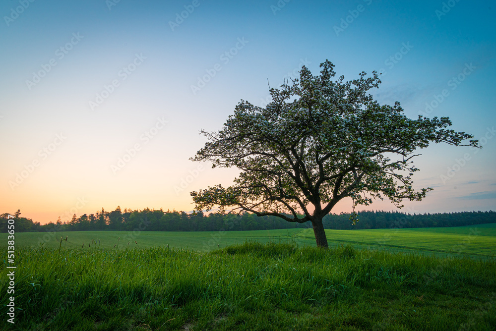 Obstbaum in der Morgendämmerung im Taunus Obstbaum in der Morgendämmerung im Taunus