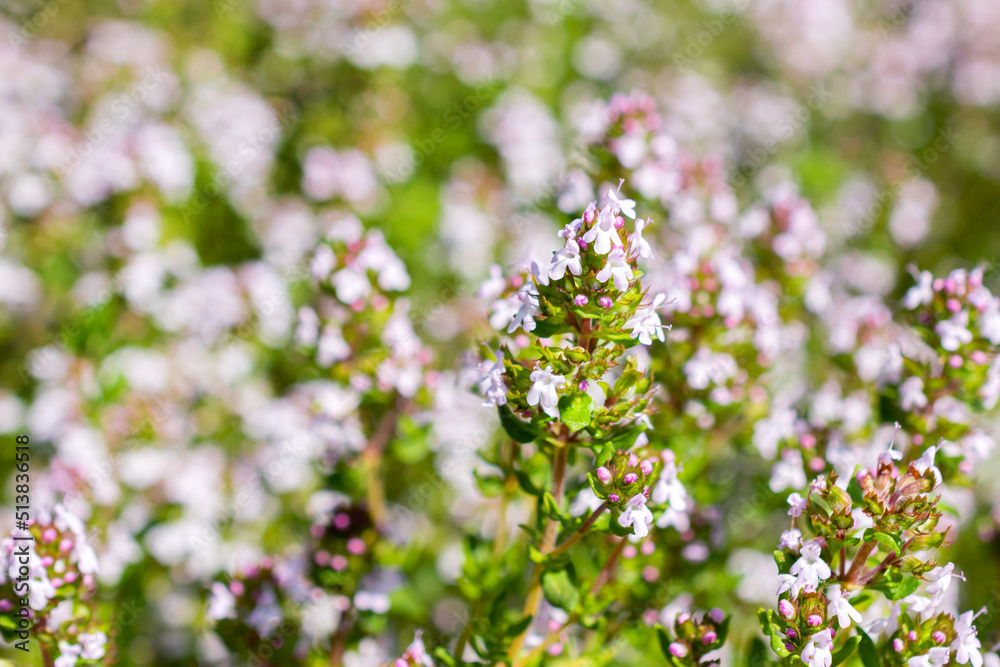 Blooming thyme in a summer day. Fragrant herbs for cooking concept Blooming thyme in a summer day. Fragrant herbs for cooking concept