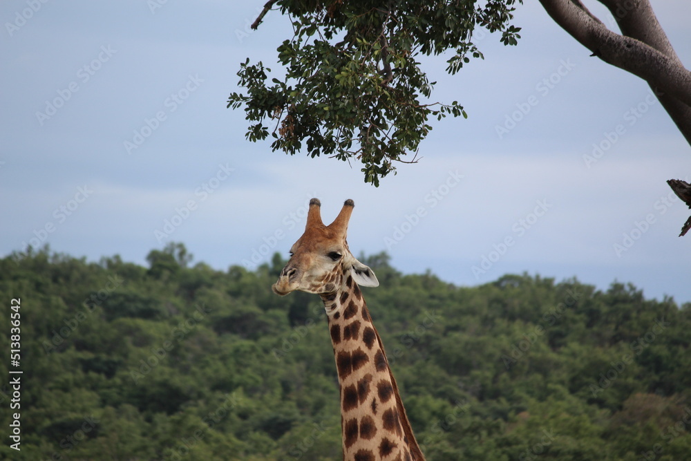 Obraz premium giraffe in the wild