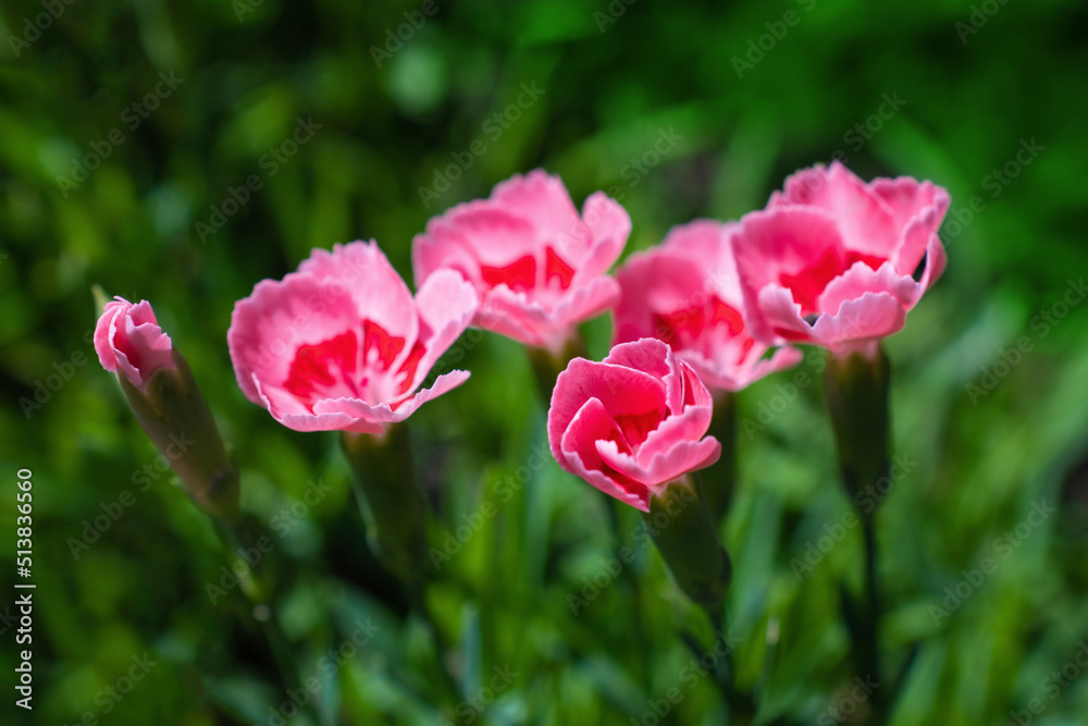 Bright pink carnations close up in the grass in sunny summer day