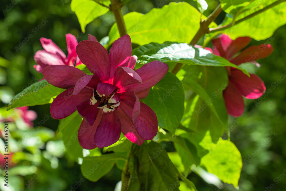 Blooming calycanthus close up in a sunny summer day. Botany summer red and greed background with copy space