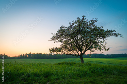 Obstbaum in der Morgendämmerung im Taunus