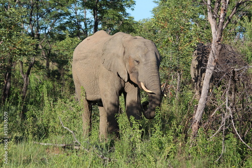 elephant front view in the wild