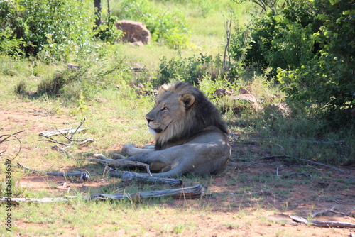lion in the wild, laying down