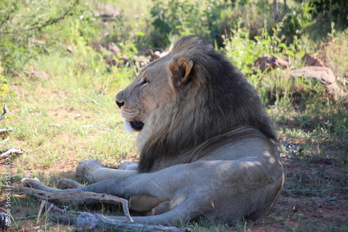 lion in the wild, laying down