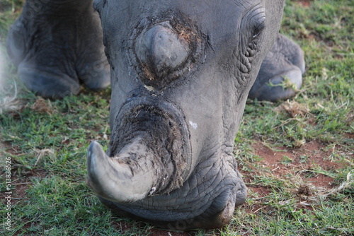 rhino in the wild grazing closeup portrait 