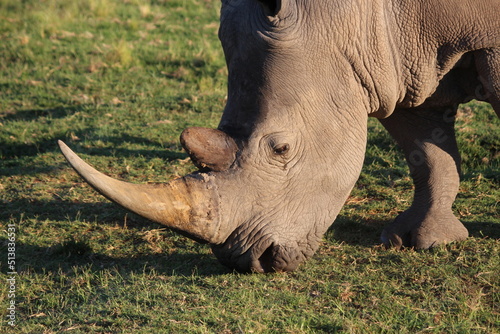 rhino in the wild grazing closeup