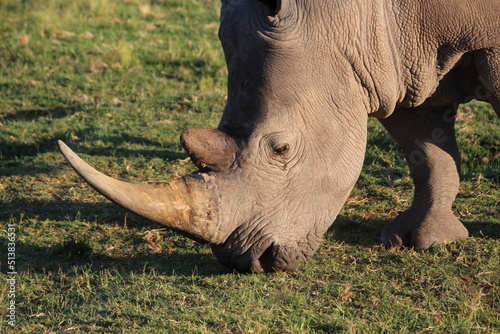 rhino in the wild grazing closeup