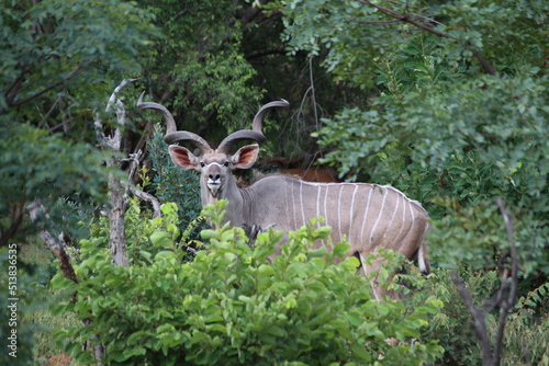 deer in the forest looking at camera