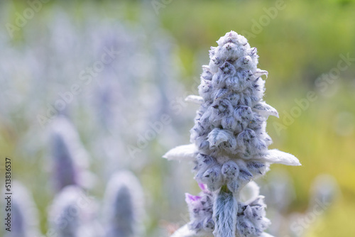Blooming Lamb's Ears (Stachys byzantina) close up on a green grass sunny field. Botany summer background with copy space