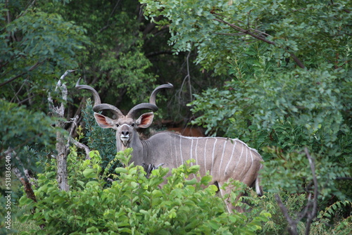 deer in the forest looking at camera