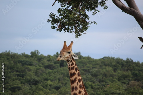giraffe in the wild