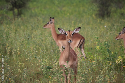 two impalas antelope in the wild looking at camera