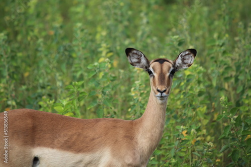 impala antelope in the wild looking at camera