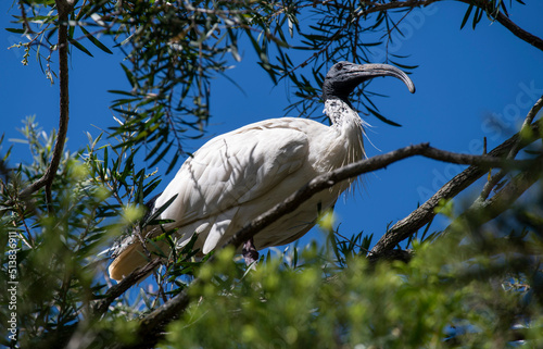 Australian white ibis (Threskiornis molucca) photo