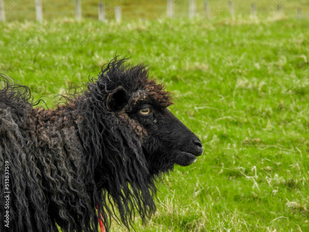 Black sheep in the Faroe Islands Black sheep in the Faroe Islands