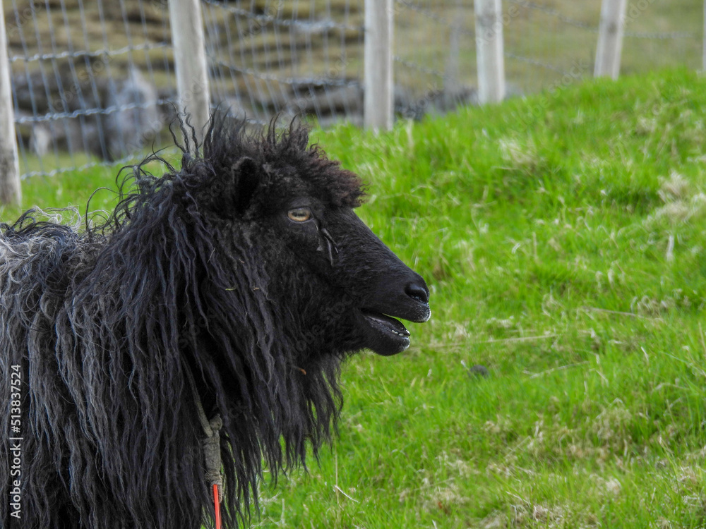 Black sheep in the Faroe Islands