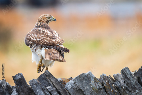 Red Tailed Hawk on Rock Wall
