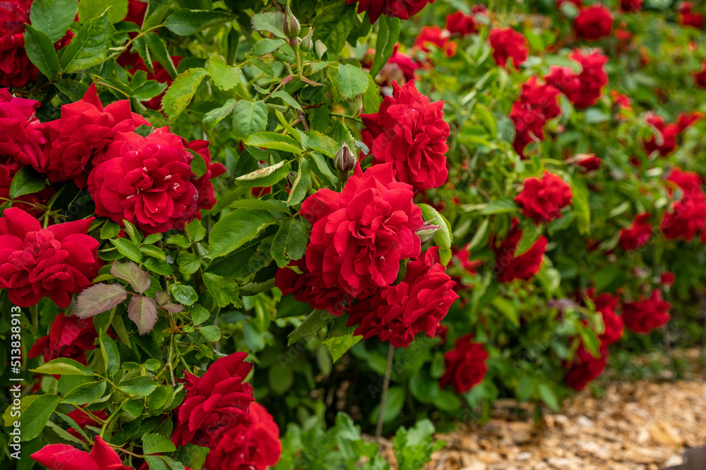 Bright red roses with buds on a background of a green bush after rain. Beautiful red roses in the summer garden. Background with many red summer flowers. Bright red roses with buds on a background of a green bush after rain. Beautiful red roses in the summer garden. Background with many red summer flowers.