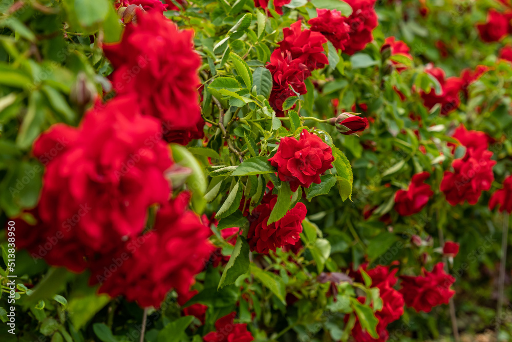 Bright red roses with buds on a background of a green bush after rain. Beautiful red roses in the summer garden. Background with many red summer flowers.