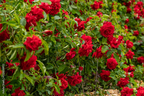 Bright red roses with buds on a background of a green bush after rain. Beautiful red roses in the summer garden. Background with many red summer flowers. © 360VP