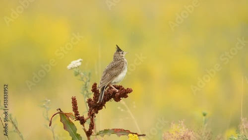 Polish lark( Alauda arvensis) 