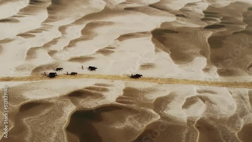 People herding cattles in sandbars. Cows, goats, buffalos  photo