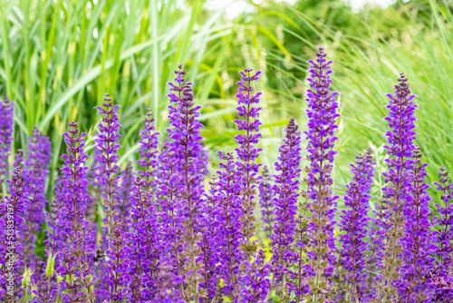 bright purple sage blossomed in spring. Lavender purple flowers. background of purple flowers blooming sally with greenery in the background.Salvia pratensis, meadow clary or meadow sage purple.