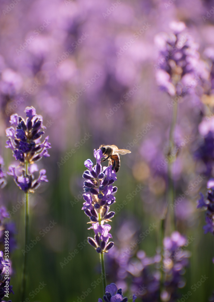 Blooming Lavender Flowers in a Provence Field Under Sunset Rays. Soft Focused Purple Lavender Flowers. Blooming Lavender Flowers in a Provence Field Under Sunset Rays. Soft Focused Purple Lavender Flowers.