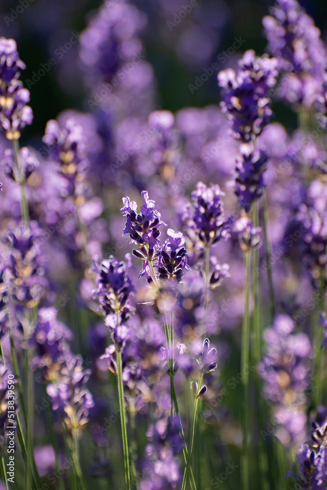 Blooming Lavender Flowers in a Provence Field Under Sunset Rays. Soft Focused Purple Lavender Flowers. Blooming Lavender Flowers in a Provence Field Under Sunset Rays. Soft Focused Purple Lavender Flowers.