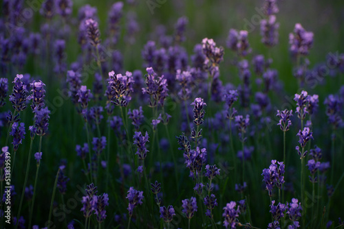 Blooming Lavender Flowers in a Provence Field Under Sunset Rays. Soft Focused Purple Lavender Flowers.