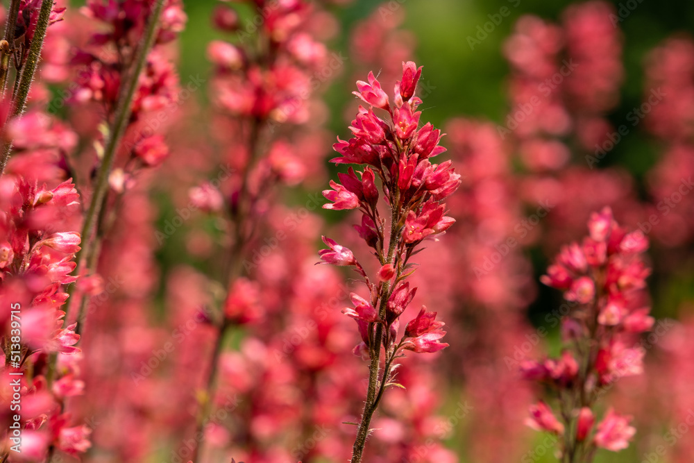 Shrub of red dense flowers, red flowers in soft focus with blurred background, floral background in red Shrub of red dense flowers, red flowers in soft focus with blurred background, floral background in red