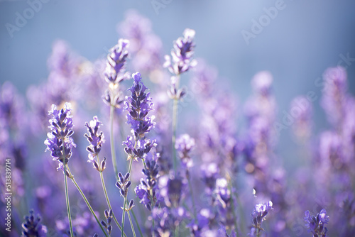 Blooming Lavender Flowers in a Provence Field Under Sunset Rays. Soft Focused Purple Lavender Flowers.