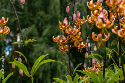 Lilia Far Eastern orange saranka on the background of a green lawn close-up  curved petals  long stamens and spots grow. Spotted orange lily flowers on a summer garden bed in the garden